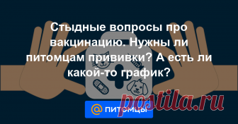 Стыдные вопросы про вакцинацию. Нужны ли питомцам прививки? А есть ли какой-то график? Отвечаем на самые популярные вопросы наших читателей из онлайн-консультаций.