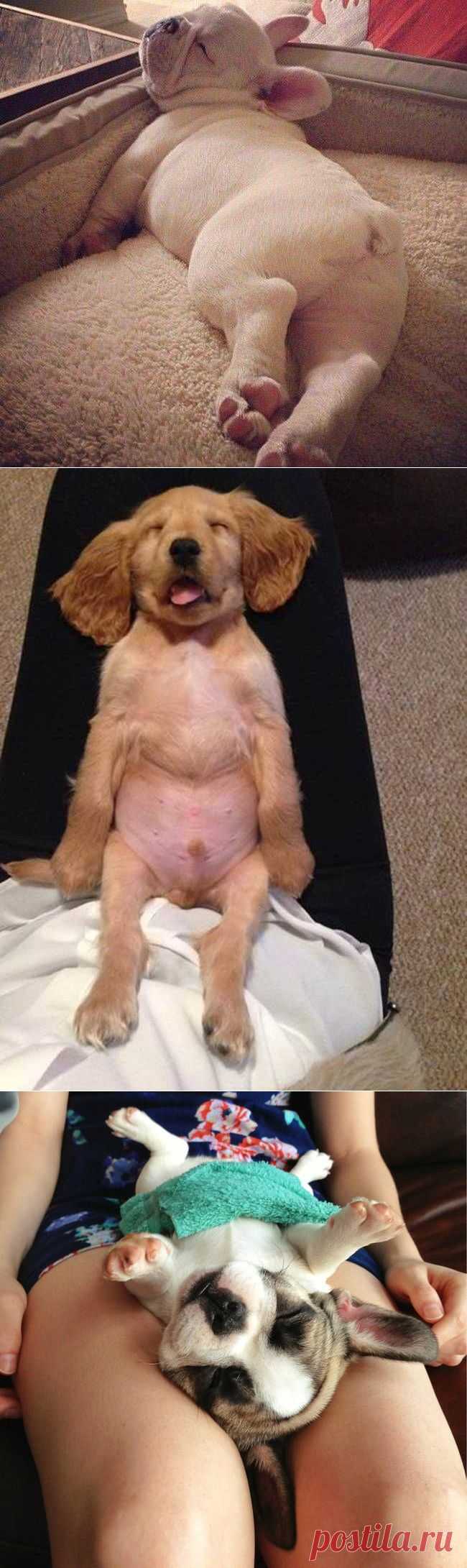 24 Animals Who Are Way Too Tired To Find A Place To Sleep | Shining world