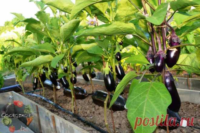 Формирование баклажанов – увеличьте урожай в 10 раз! Как происходит формирование баклажанов, что делать, как прищипывать и удалять пасынки, в открытом грунте и теплице