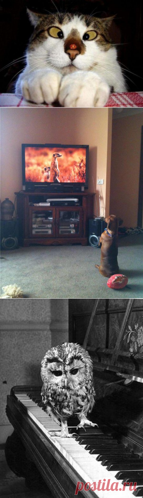 Фотографии, вызывающие только позитивные эмоции