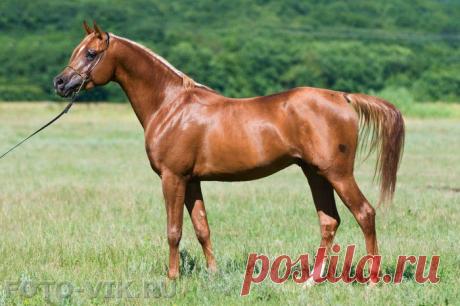 рыжий арабчик(арабская чистокровная порода)