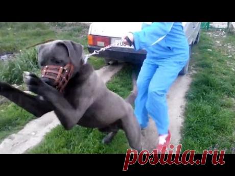 НЕУПРАВЛЯЕМЫЙ АГРЕССОР (КАНЕ-КОРСО)