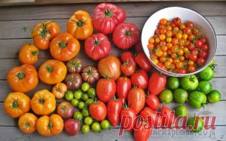 Какие бывают томаты: классификация видов, групп и сортов Чем отличается штамбовый томат от индетерминантного? Почему не все томаты годятся для переработки? О чем говорит окраска помидоров? Узнайте ответы на эти и другие вопросы в нашем материале.Помидор пом...