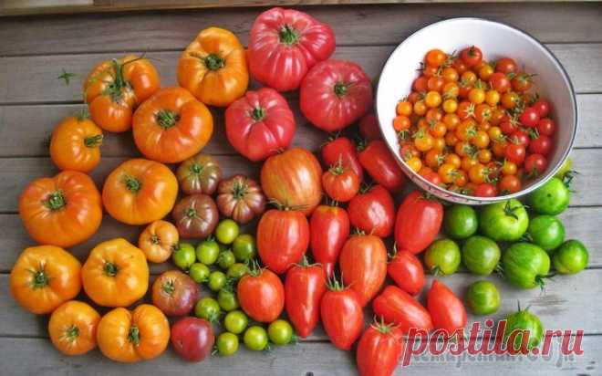 Какие бывают томаты: классификация видов, групп и сортов Чем отличается штамбовый томат от индетерминантного? Почему не все томаты годятся для переработки? О чем говорит окраска помидоров? Узнайте ответы на эти и другие вопросы в нашем материале.Помидор пом...