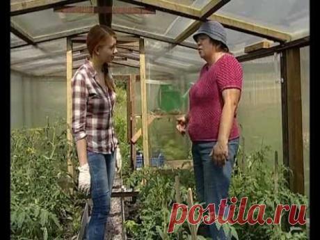 Пасынкование помидоров -  уДачные советы