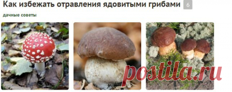 Все о грибах на дачном портале 7dach.ru.
