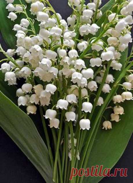 Love Lily of the valley