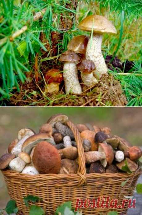 Подосиновики и подберезовики: маринуем, замораживаем и сушим на зиму / Простые рецепты