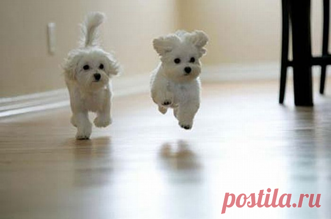 Летящей походкой....