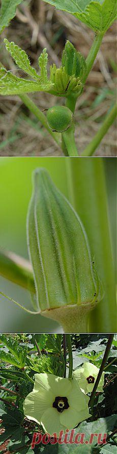 Ботаничка.ru | Бамия. Уход, выращивание, размножение. Полезные свойства. Овощ. Фото.
