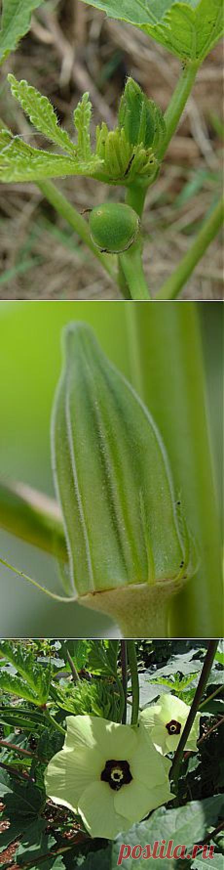 Ботаничка.ru | Бамия. Уход, выращивание, размножение. Полезные свойства. Овощ. Фото.