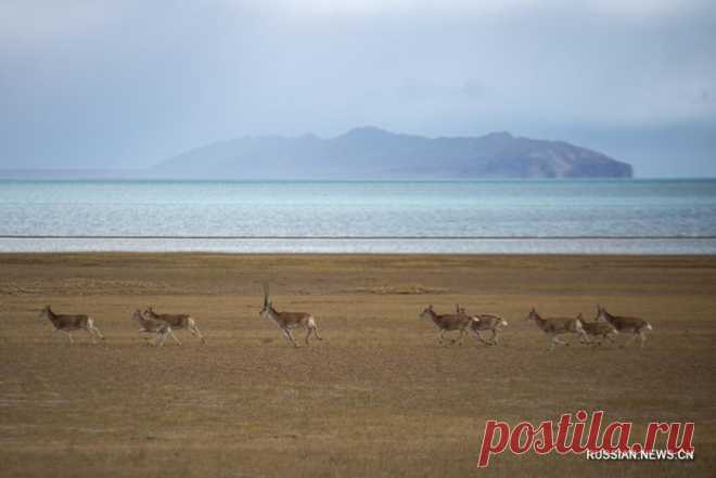 ПРИРОДНЫЙ ЗАПОВЕДНИК ЦЯНТАН - СОКРОВИЩНИЦА ВЫСОКОГОРНОЙ ФЛОРЫ И ФАУНЫ.