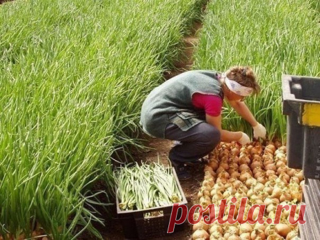 КАК Я УХАЖИВАЮ ЗА ЛУКОМ

Я еще не ахти какой огородник. Но вот лук у меня растет просто замечательно. А ухаживать за ним научила одна соседка по даче: все завидуют ее урожаям! Вот и я хочу рассказать Вам, как это делается. Так сказать, пустить секреты соседки в массы.
Показать полностью…