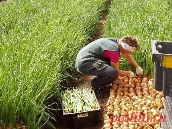 КАК Я УХАЖИВАЮ ЗА ЛУКОМ

Я еще не ахти какой огородник. Но вот лук у меня растет просто замечательно. А ухаживать за ним научила одна соседка по даче: все завидуют ее урожаям! Вот и я хочу рассказать Вам, как это делается. Так сказать, пустить секреты соседки в массы.
Показать полностью…