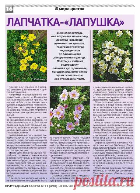 Лапчатка на даче