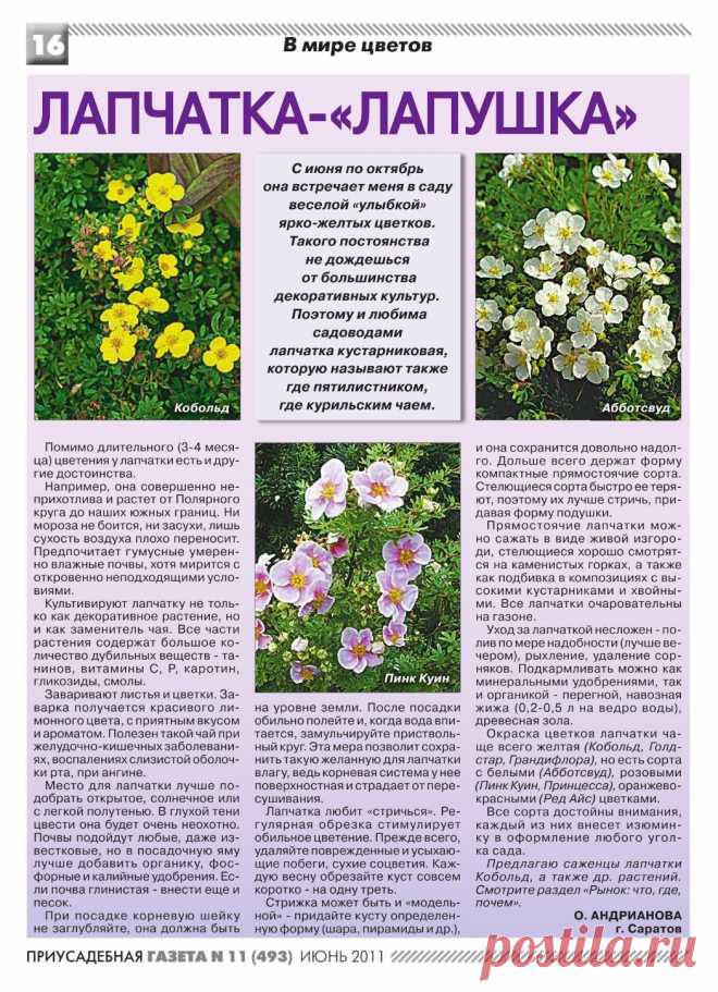 Лапчатка на даче