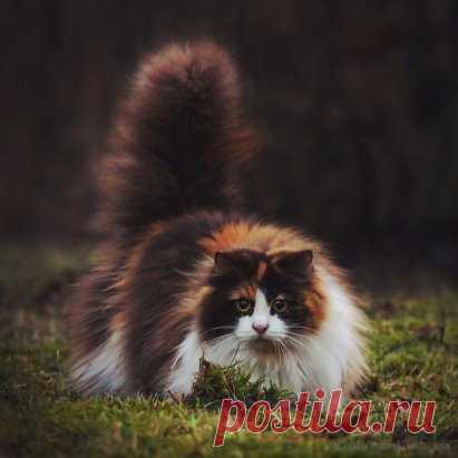Норвежский лесной кот.