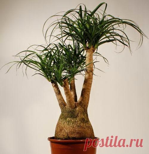 Нолина - правильный уход за пальмой