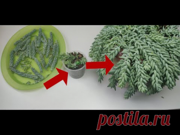 Как быстро размножить Седум Моргана и Седум Бурито .