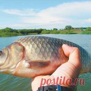 Как ловить карася с поверхности - МирТесен