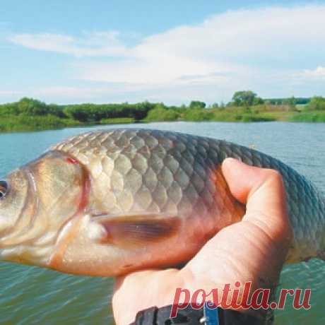 Как ловить карася с поверхности - МирТесен