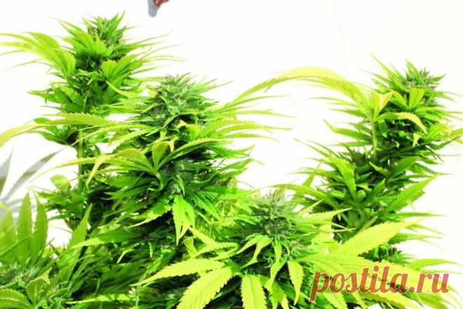 Buddha's Sativa
Genotype: 80% Sativa
Genetics: Haze x (Northern Lights x Skunk)
Height: up to 4.5 m outdoors\
Flowering: 65-70 days
THC: 16-20%
Yield: 0.9-1.4 kg/m2 indoors, the second half of October in outdoors

The Buddha's Sativa strain may be called a cousin of the White Haze on its sativa line, so you can say that its fastidious nature the plant has inherited from its parents.
#Rastaman_Seeds