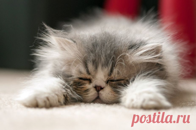 mostlycatsmostly: (via Jennifer Frismanis) - ❤ Boulevard of dreams ❤