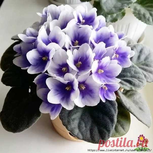 Moй cпocoб paзмнoжeния фиaлoк в бaнкe c кpышкoй — этo минимум уxoдa и быcтpый peзультaт