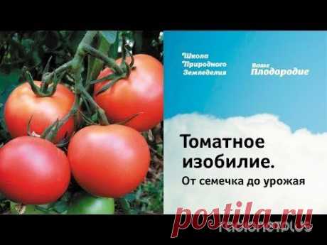 СЕКРЕТЫ ТОМАТНОГО ИЗОБИЛИЯ | Мамам, женщинам, бабушкам и очень любознательным.