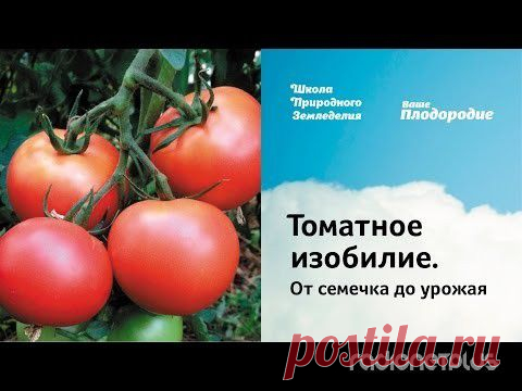 СЕКРЕТЫ ТОМАТНОГО ИЗОБИЛИЯ | Мамам, женщинам, бабушкам и очень любознательным.
