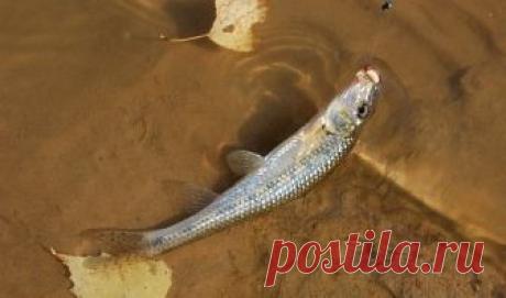 Пескарь жареный - очень вкусная рыба Сравнительно небольшая по размерам рыбка под названием пескарь известна не только рыболовам, но и всем, кто умеет читать. Несмотря на свой размер, это очень вкусная рыба, которая традиционно использовалась для приготовления ухи, как правило, в смеси с ершами...