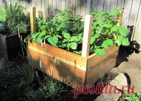 Новый метод выращивания картошки — в коробах