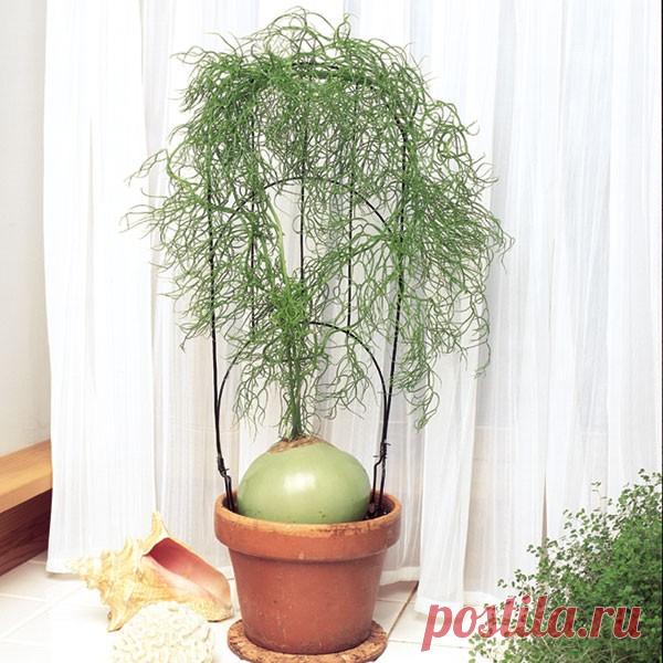 Уход за бовиэй в домашних условиях