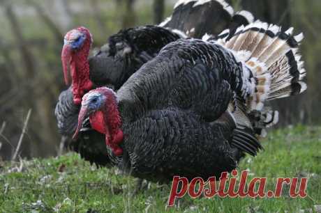 Разведение индюков в домашних условиях Советы по разведению индюков в домашних условиях. Особенности кормления и разведения индюшек и молодняка. Как правильно ухаживать и выращивать потомство.