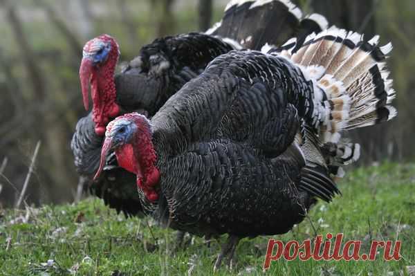 Разведение индюков в домашних условиях Советы по разведению индюков в домашних условиях. Особенности кормления и разведения индюшек и молодняка. Как правильно ухаживать и выращивать потомство.