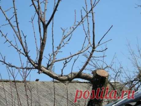 Лёгкие вьющиеся растения для изгородей