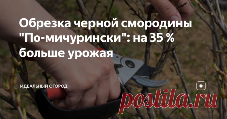 Обрезка черной смородины "По-мичурински": на 35 % больше урожая Своевременная и правильная обрезка ягодных кустарников – важная процедура, она влияет на урожайность, зимостойкость и здоровье куста. Простая и понятная схема “по-мичурински”, в соответствии с которой производится обрезка черной смородины, на треть повышает урожайность ягодника. Формирование кроны производится в несколько этапов и требует минимум действий со стороны садовода.
