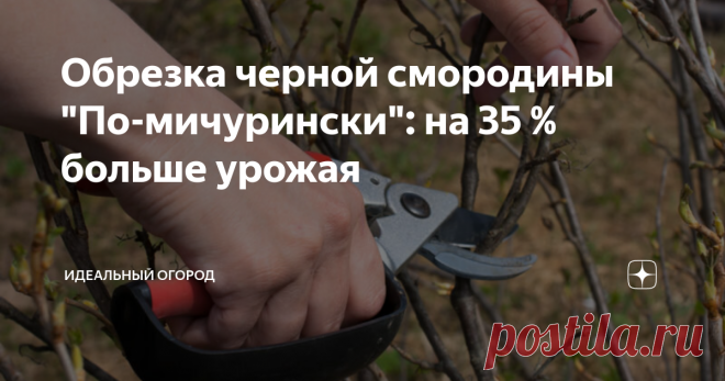 Обрезка черной смородины 