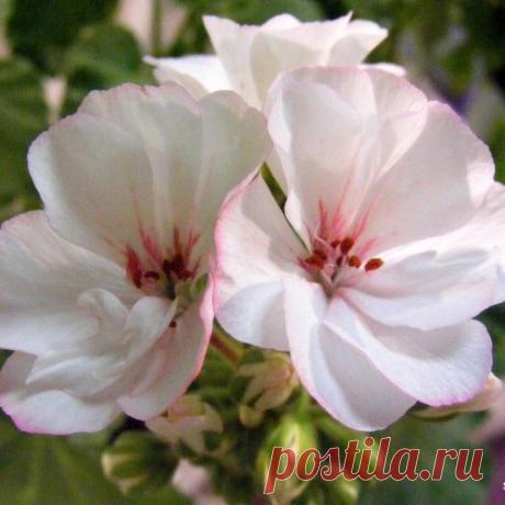 Выставка пеларгоний 2015