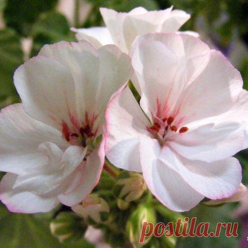 Выставка пеларгоний 2015