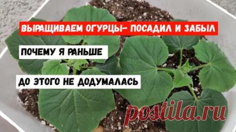 Садово - Цветочный Елены Николаевой | Выращиваю рассаду огурцов только так, давно открыла для себя уникальный способ для ленивых, посадил и забыл