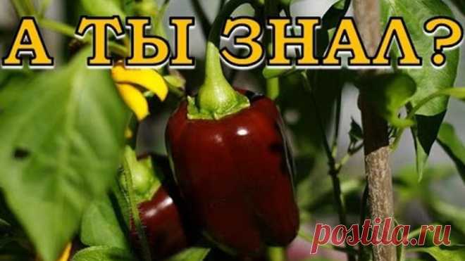 10 ОШИБОК при выращивании сладкого перца