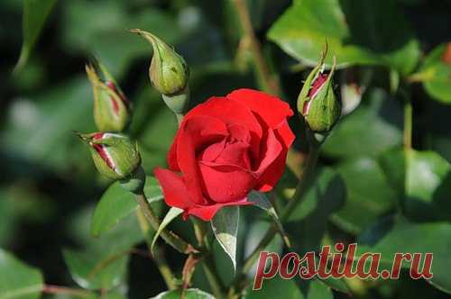 Пусть распускаются цветы Цветам достаточно воды. И солнце падает с небес. На свете ярче нет звезды. Прошепчет Бог: Не плачь, я здесь. От лепестка до лепестка. От стебелька, да к стебельку. Вся жизнь порой- одна тоска. Они излечат ту тоску. Дай Бог им сил, чтоб смочь расти. Храни, как и людей от бед. Дай солнца, ветра, чтоб цвести. Они собой приносят свет. Пусть не срывают просто так. За каждый из цветков молись. Они- побед развеют флаг. Есть в каждом суть, глубокий смыл. Они- к прощению тропа.…