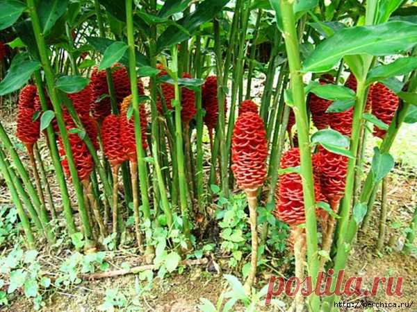 Как вырастить в домашних условиях имбирьный корень.