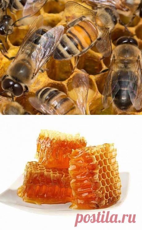 Мёд как лекарство / Научный хит