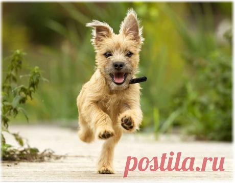 ༺🌸༻.
КЕРН ТЕРЬЕР