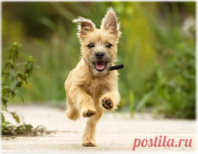 ༺🌸༻.
КЕРН ТЕРЬЕР