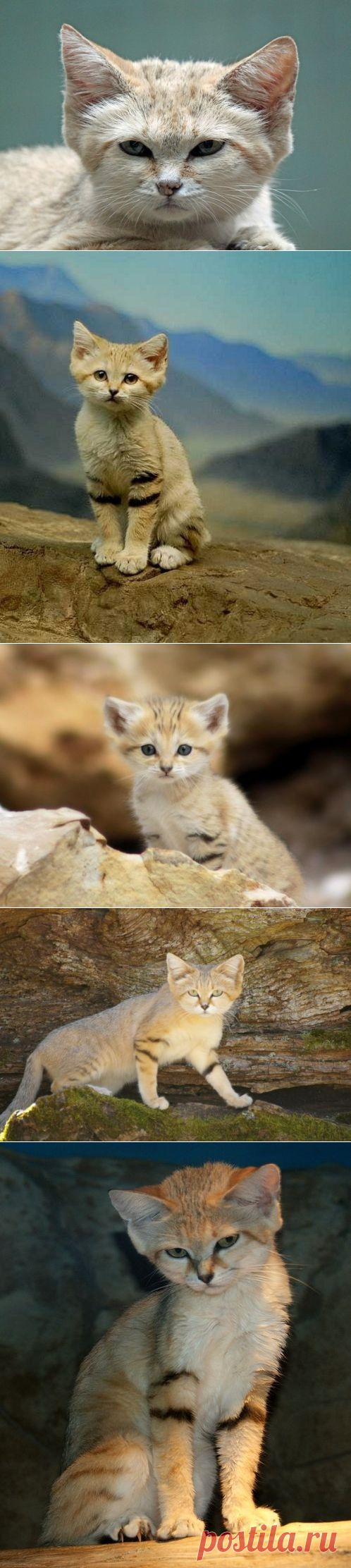 Барханная кошка