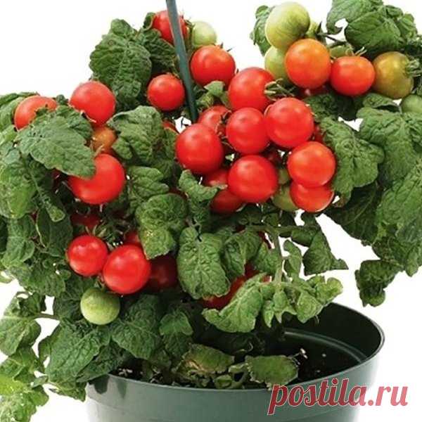 Томат карликовый Пиноккио семена для выращивания на подоконнике купить в магазине «Ильинские травы»