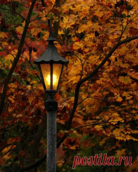 (11) An 8&quot; x 10&quot; Lampost Photo, Light in the autumn woods